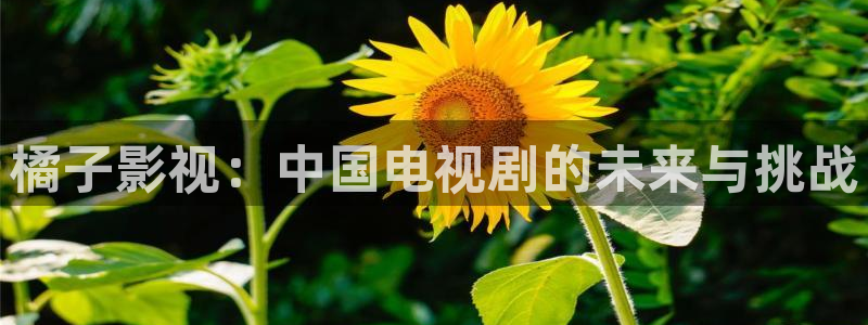 草莓视频在线免费下载app