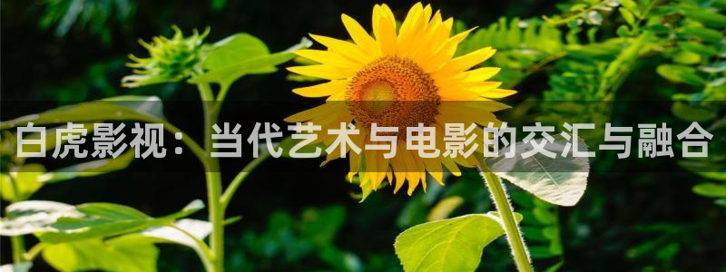 草莓视频现在观看下载
